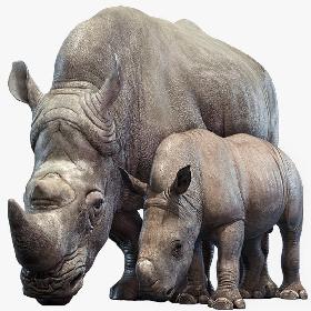 Rhino Family (Rigged) model